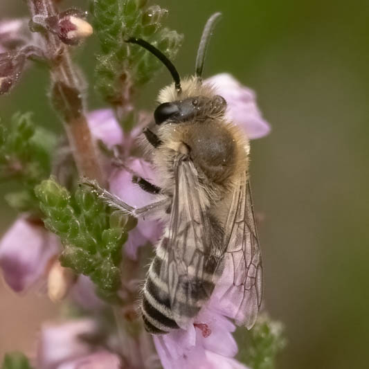 Colletes succinctus (Heather Colletes).jpg